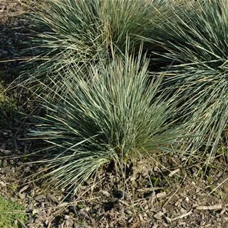 Helictotrichon sempervirens 'Saphirsprudel'