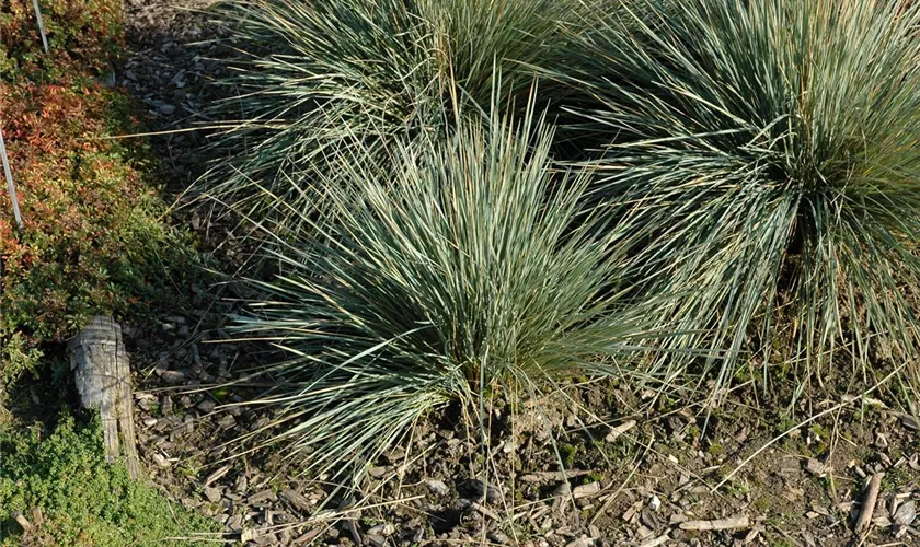 Garten-Blaustrahlhafer 'Saphirsprudel'