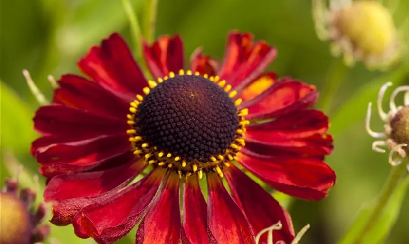 Helenium 'Rubinzwerg'