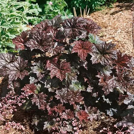 Heuchera 'Black Knight'