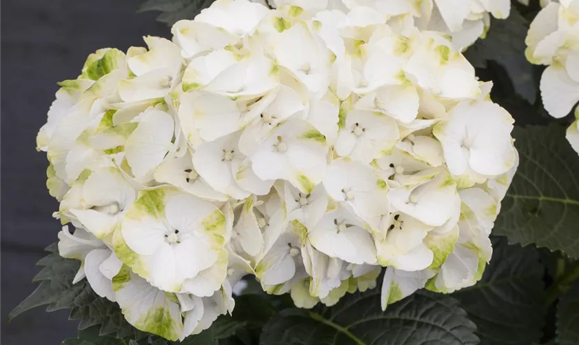 Hydrangea macrophylla 'Caipirinha'