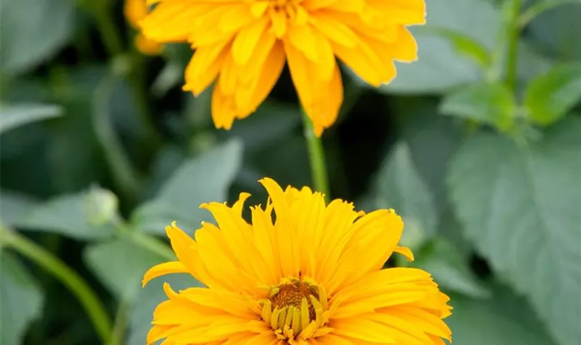 Heliopsis helianthoides var. scabra 'Spitzentänzerin'