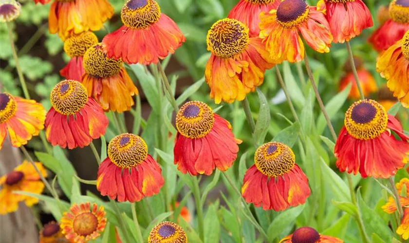 Helenium 'Sahin´s Early Flowerer'®