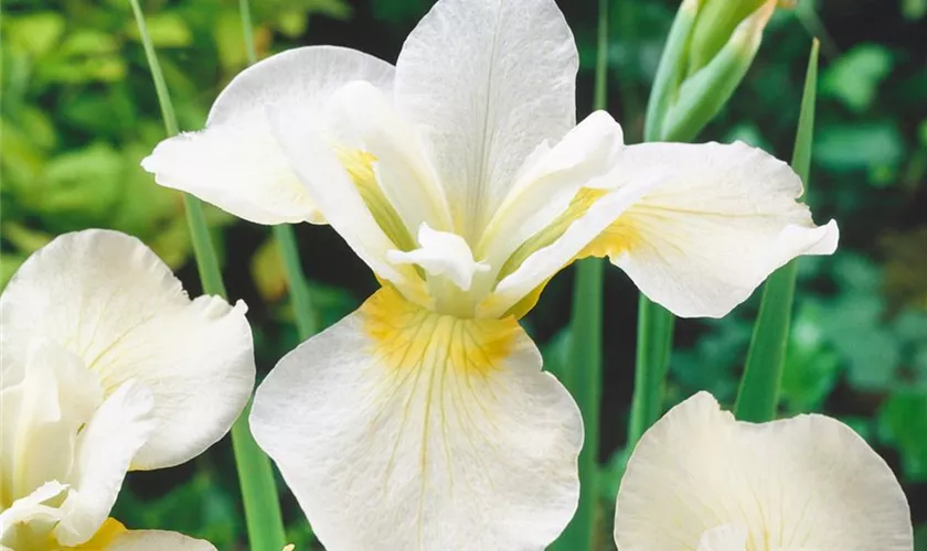 Iris sibirica 'Babylon'