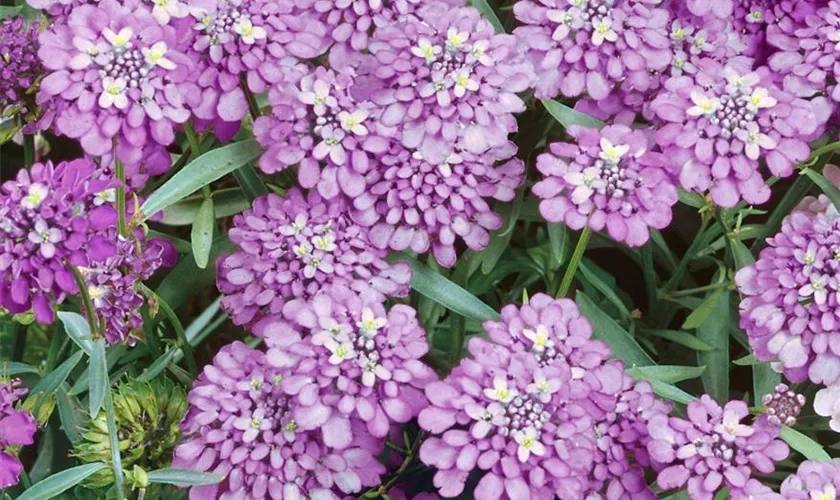 Iberis sempervirens 'Absolutely Amethyst'