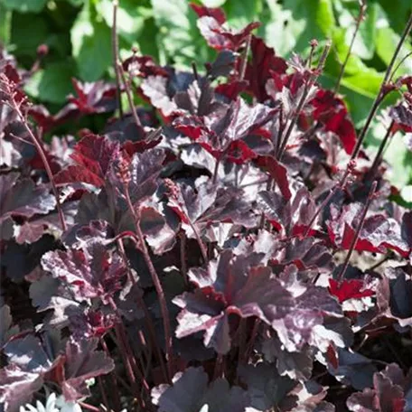 Heuchera 'Black Sea'