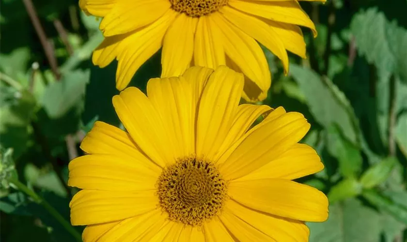 Heliopsis helianthoides var. scabra 'Hohlspiegel'