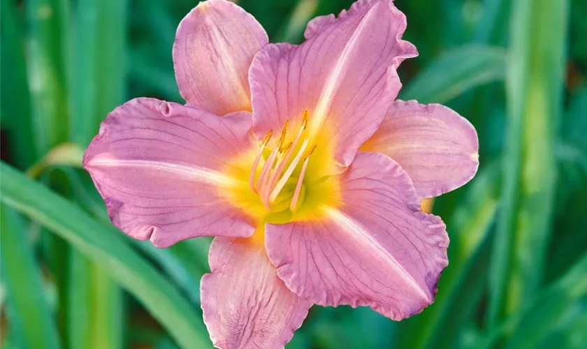 Hemerocallis 'Blue Sheen'