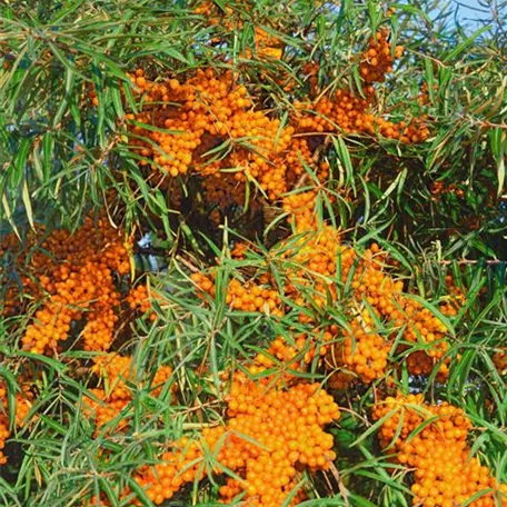 Hippophae rhamnoides 'Askola'(s)