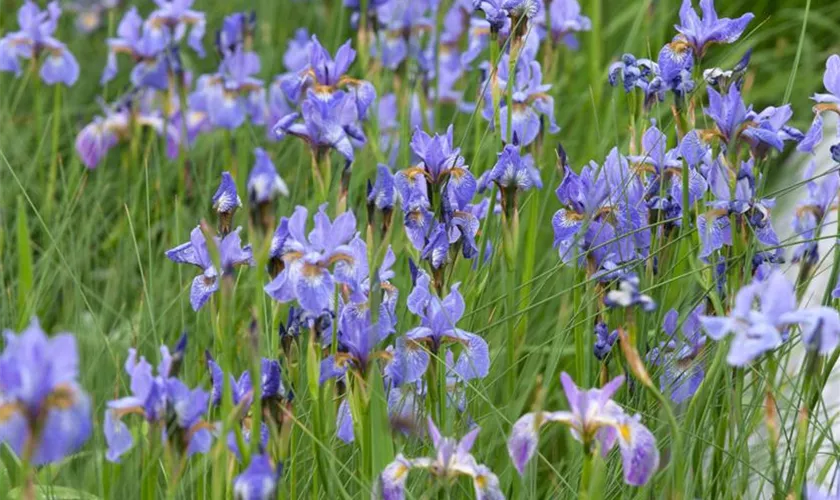 Iris sibirica 'Blauer Zwerg'