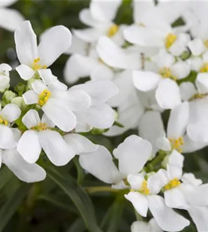 Die immergrüne Schleifenblume – Farbe garantiert