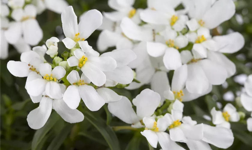 Iberis sempervirens 'Appen-Etz'