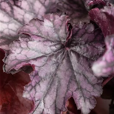 Heuchera 'Blackberry Jam'