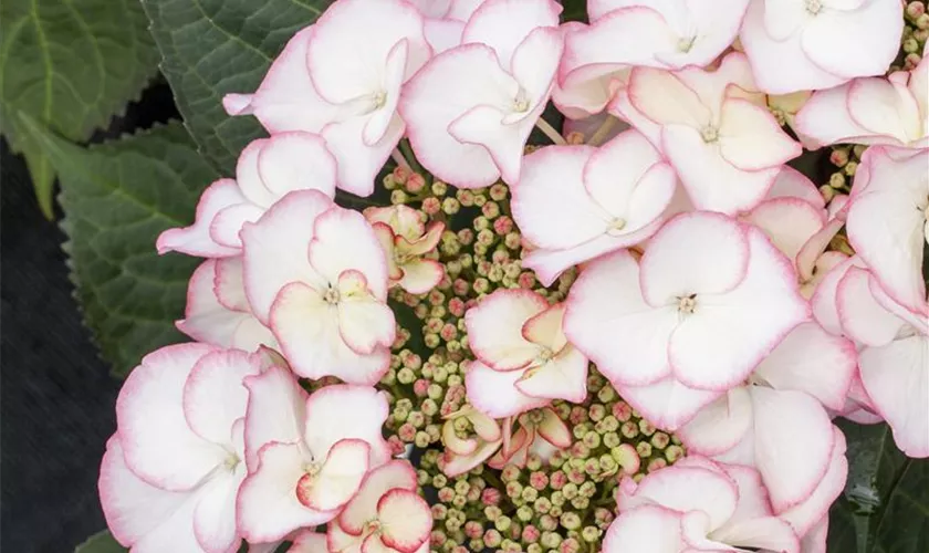 Tellerhortensie 'Charme'