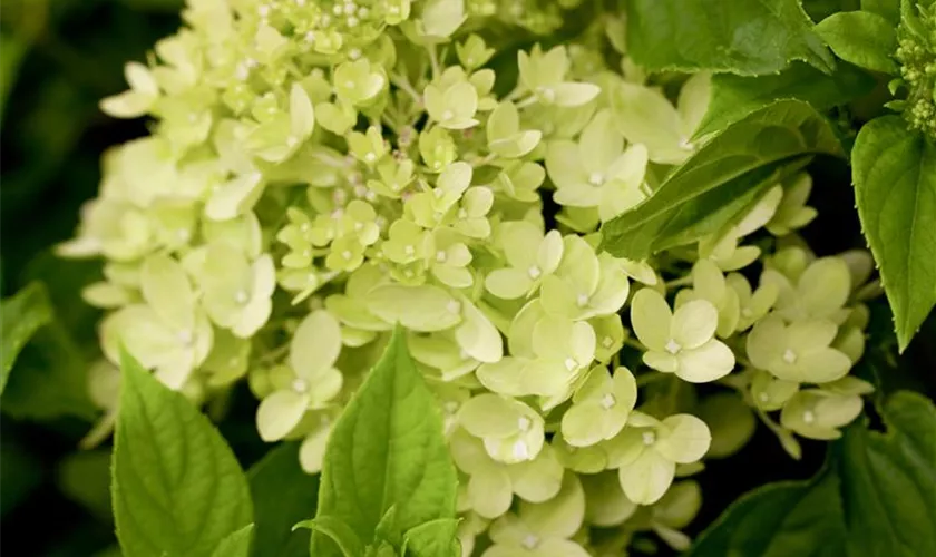 Rispenhortensie 'Little Lime'®