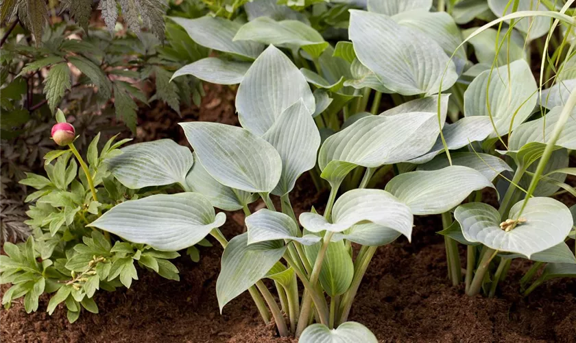 Hosta x tardiana 'Halcyon'