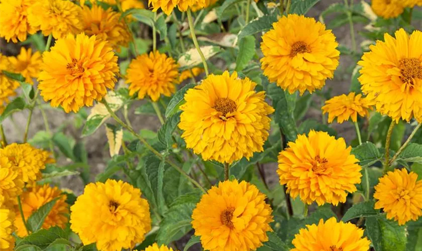 Heliopsis helianthoides var. scabra 'Goldgefieder'