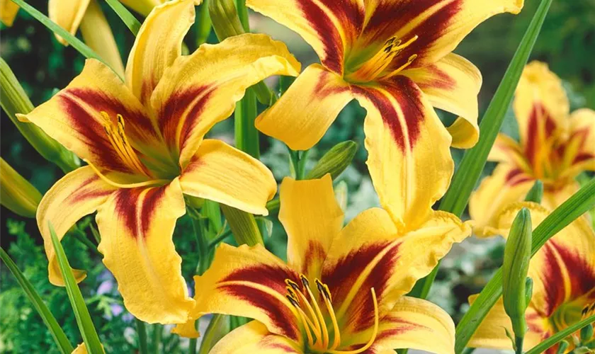 Hemerocallis 'Bonanza'