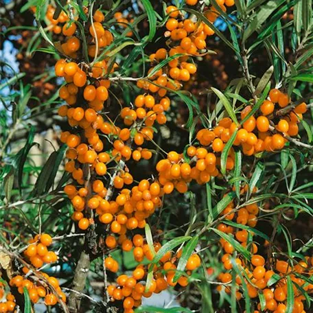 Hippophae rhamnoides 'Dorana'®