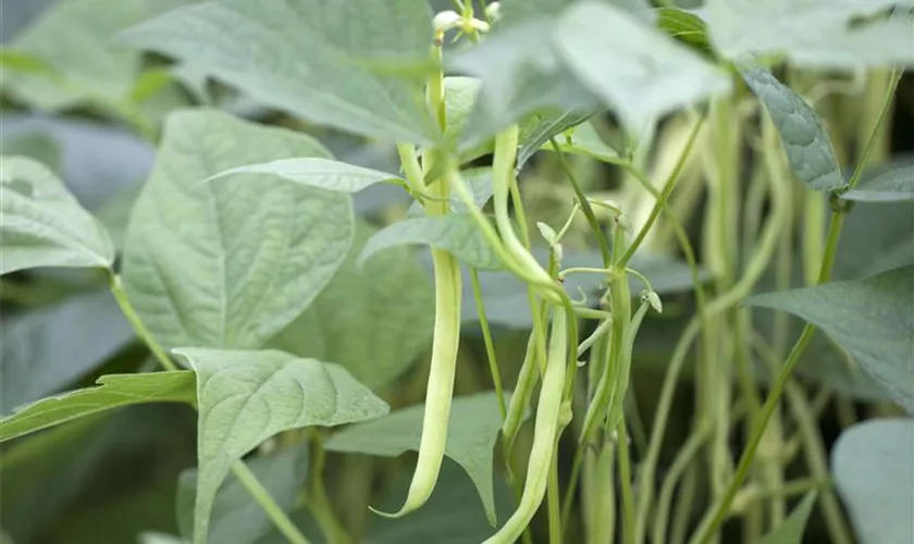 Phaseolus vulgaris var. nanus 'Valdor'