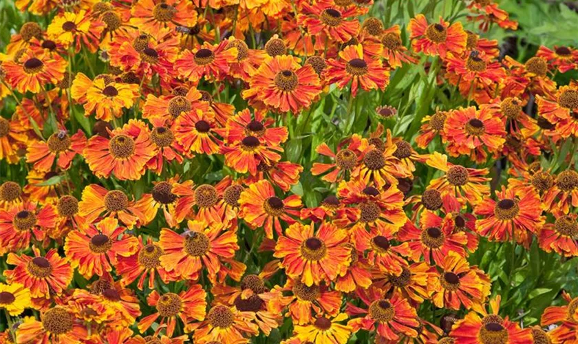 Helenium 'Waltraud'