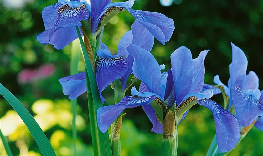 Iris sibirica 'Blue King'