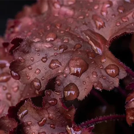 Heuchera 'Chateau Rouge'