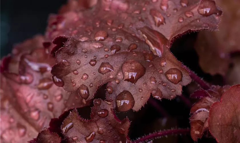 Purpurglöckchen 'Chateau Rouge'