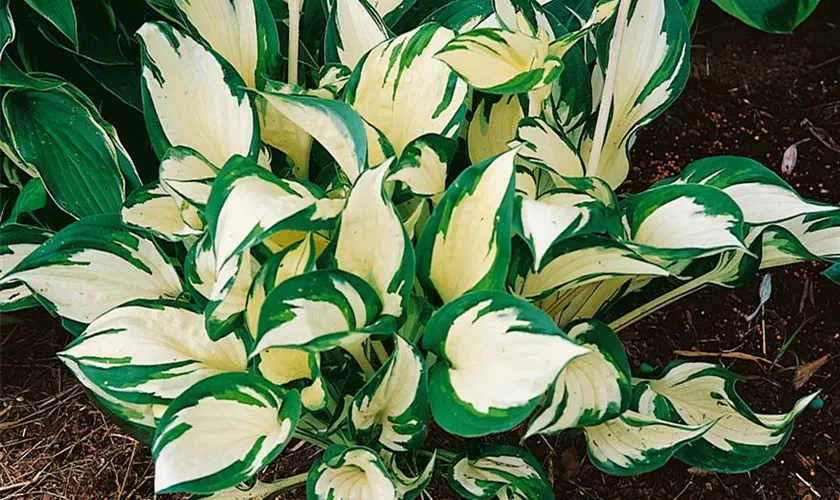 Hosta x tardiana 'June'®