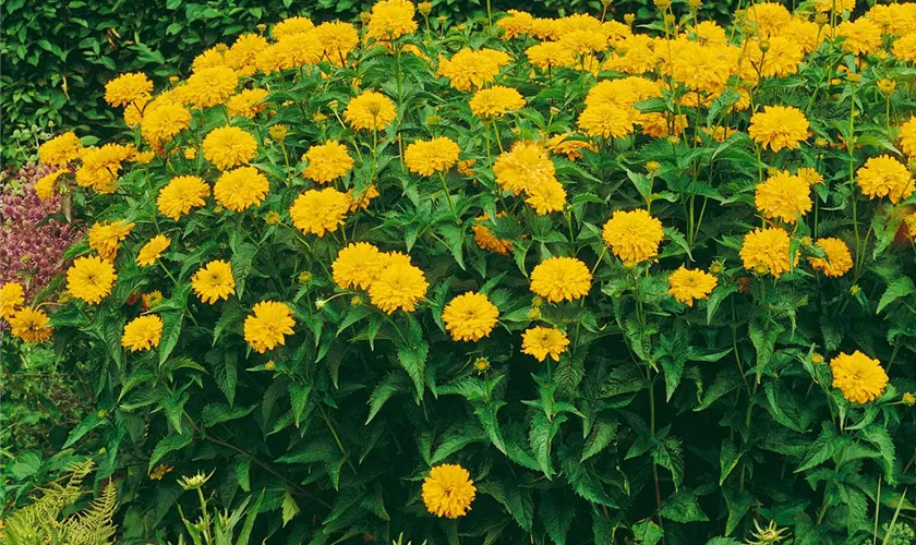 Heliopsis helianthoides var. scabra 'Goldgrünherz'