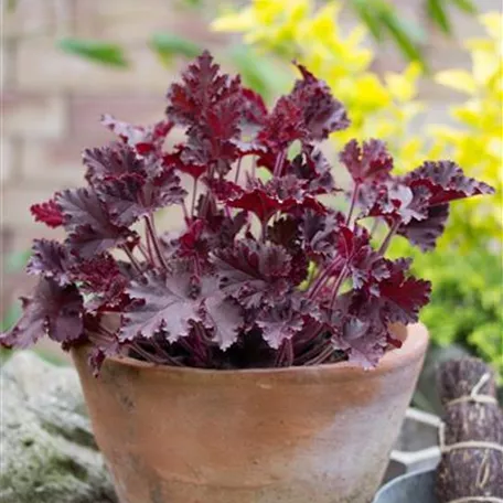 Heuchera 'Crimson Curls'