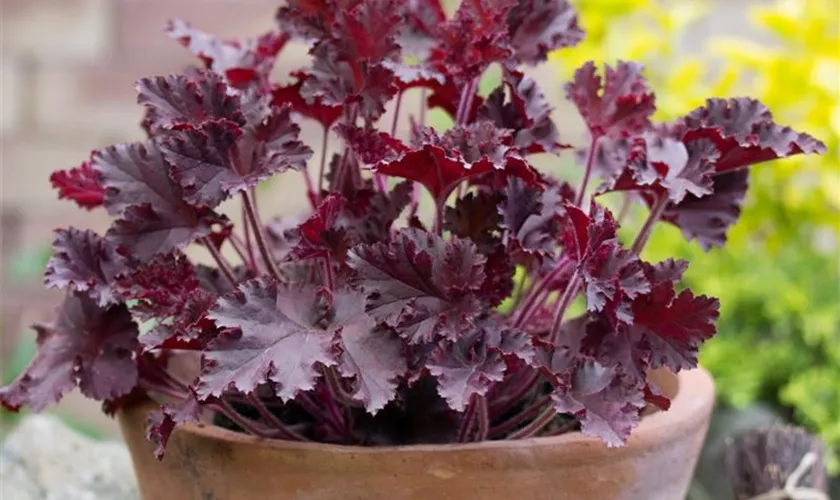 Purpurglöckchen 'Crimson Curls'