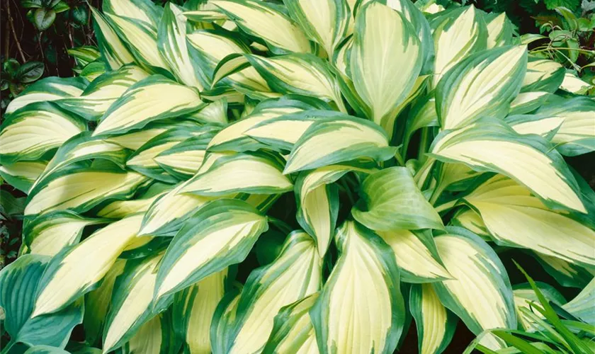 Hosta x tardiana 'Remember Me'