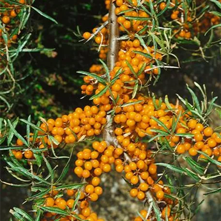 Hippophae rhamnoides 'Sirola'(s)