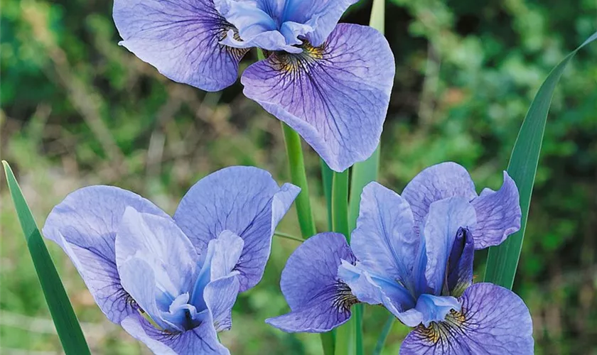 Iris sibirica 'Cambridge'