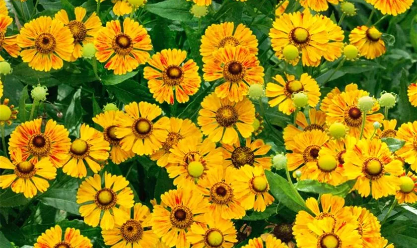 Helenium 'Zimbelstern'