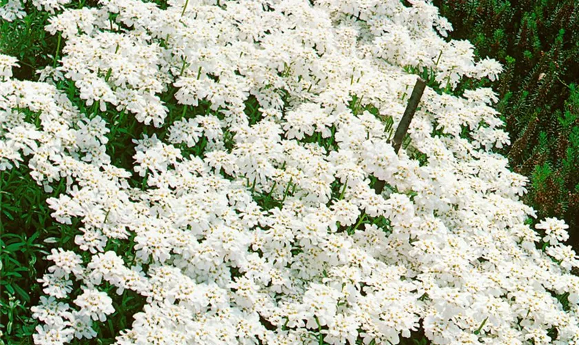 Iberis sempervirens 'Purity'