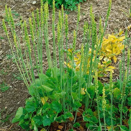 Heuchera cylindrica 'Greenfinch'