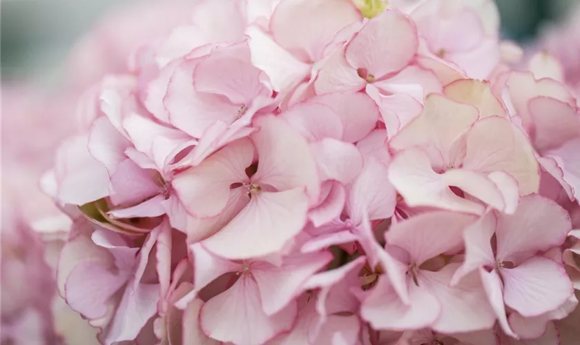 Hydrangea macrophylla 'Chique'®