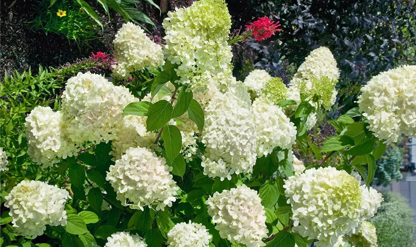 Rispenhortensie 'Whitelight'®