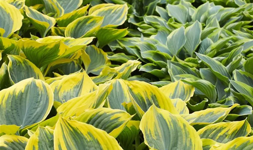 Hosta 'Yellow River'