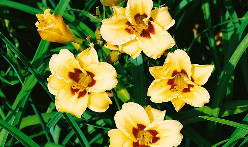 Hemerocallis 'Bumble Bee'