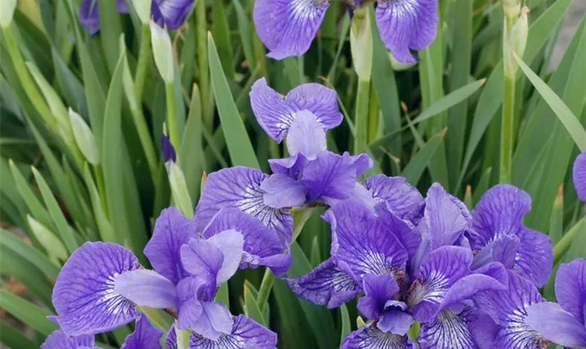 Iris sibirica 'Elfe'