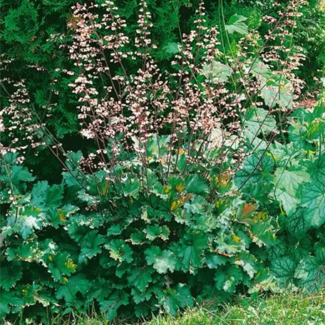 Garten-Purpurglöckchen 'Ebony and Ivory'