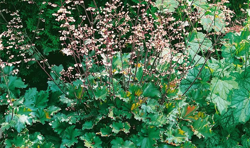 Heuchera 'Ebony and Ivory'