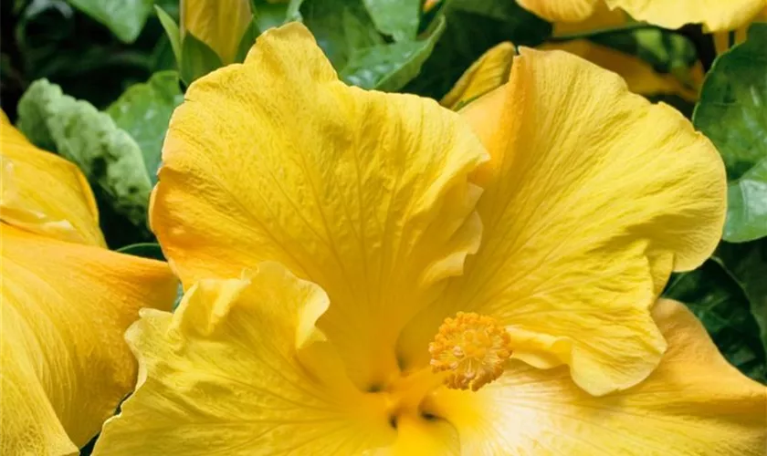 Hibiscus rosa-sinensis 'Starlet'