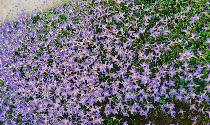 Houstonia caerulea