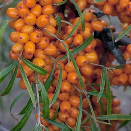 Hippophae rhamnoides 'Vitaminhochzeit'