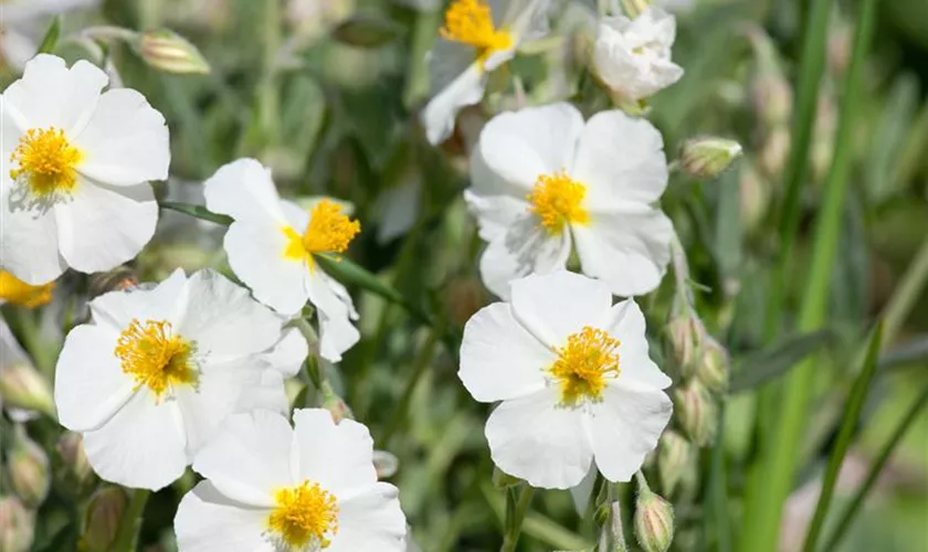 Helianthemum apenninum