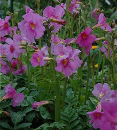 Freilandgloxinie – Trompetenblüten im Garten